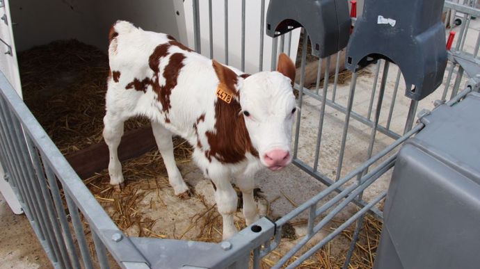 La réglementation sur l'élevage des veaux pourrait bien évoluer : les veaux devront être gardés avec leur mère au moins une journée, voire plus, et ne pourront peut-être plus être mis en cases individuelles. C'est en tout cas ce que recommande l'EFSA. (©Terre-net Média)