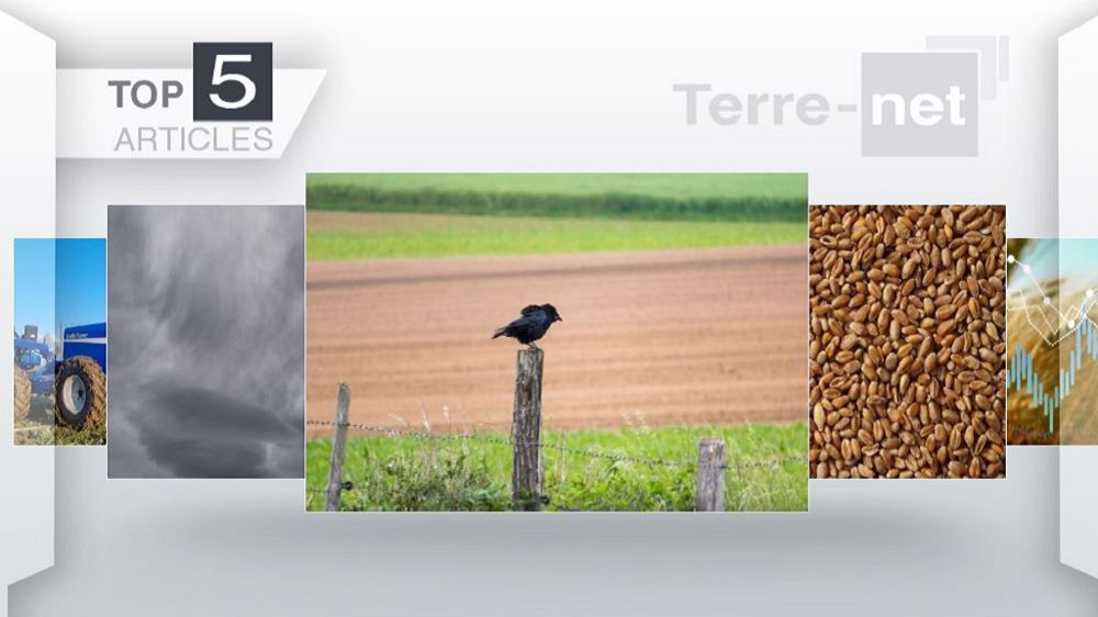  Les cinq articles les plus lus de la semaine sur Terre-net. (©Terre-net Média)