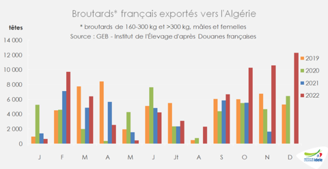 Exports de broutards français vers l'Algérie