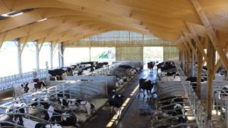 Pour l'éclairage de la stabulation, préférer les ouvertures latérales aux taules éclairantes en toiture. (©Terre-net Média)