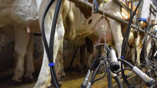 Comment préparer ses génisses à la traite Comment préparer ses génisses à la traite