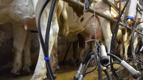 Comment préparer ses génisses à la traite