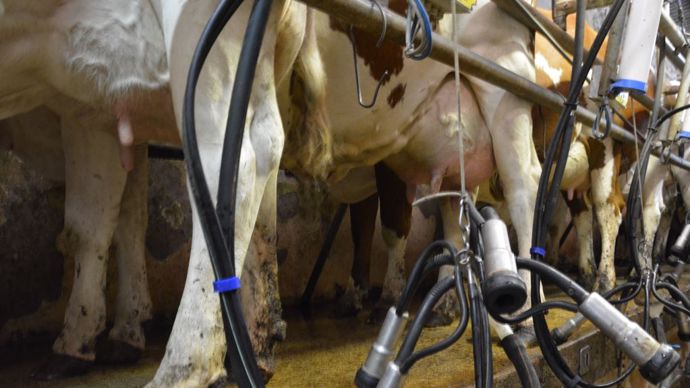 Comment préparer ses génisses à la traite