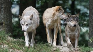 Les attaques de loups envers les bovins se multiplient. (© Pixabay Pixel-mixer) Les attaques de loups envers les bovins se multiplient. (© Pixabay Pixel-mixer)