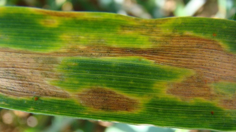 Les symptômes caractéristiques de la septoriose sont des taches marrons dans lesquelles on observe des points noirs, appelés pycnides. (©Terre-net Média)