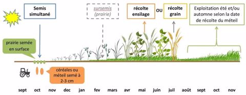 Technique du semis de prairie sous couvert d'un mélange céréalier