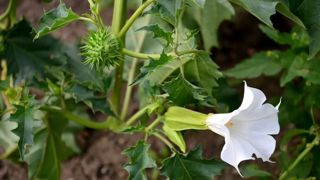 Le datura peut grimper très haut s'il est suffisamment exposé (jusqu'à 1m50). Dans ce cas, impossible de ne pas le passer dans les machines de récolte... (©Elvup) Le datura peut grimper très haut s'il est suffisamment exposé (jusqu'à 1m50). Dans ce cas, impossible de ne pas le passer dans les machines de récolte... (©Elvup)