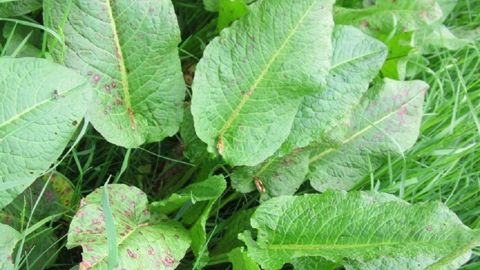 Rumex