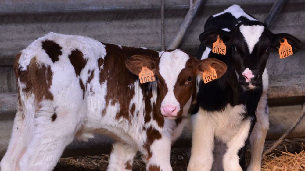 Dans la technique du logement des veaux par paire, on peut mettre un veau mâle et une femelle ensemble puis passer la femelle en case collective à 15 jours lorsque le veau mâle est vendu. (©Terre-net Média)