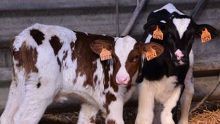 Dans la technique du logement des veaux par paire, on peut mettre un veau mâle et une femelle ensemble puis passer la femelle en case collective à 15 jours lorsque le veau mâle est vendu. (©Terre-net Média) Dans la technique du logement des veaux par paire, on peut mettre un veau mâle et une femelle ensemble puis passer la femelle en case collective à 15 jours lorsque le veau mâle est vendu. (©Terre-net Média)