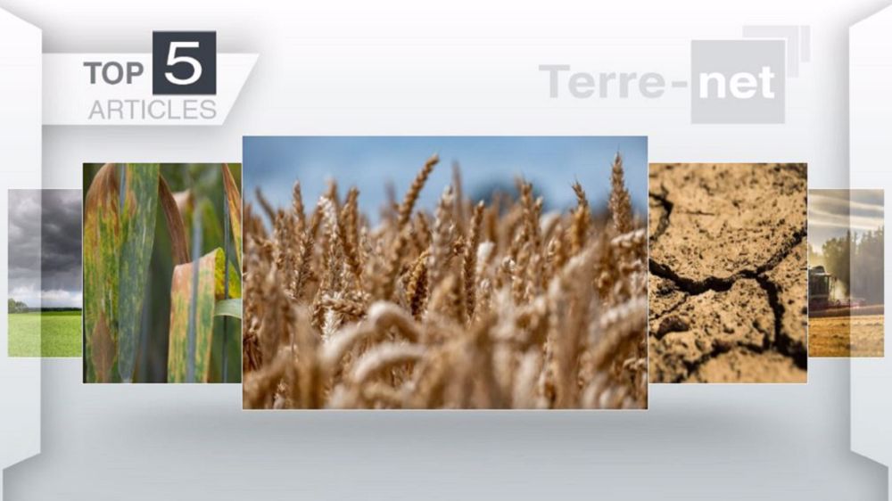 Articles les plus lus cette semaine sur Terre-net. (©Terre-net Média)