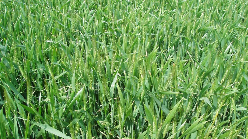 L'écho des plaines vous propose un récap des observations de la semaine sur blé tendre et colza. Et chez vous ? Quelle est la situation dans vos parcelles ? Venez-nous dire dans les commentaires. (©Terre-net Média)