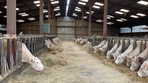 Le coût d'une stabulation vaches allaitantes en aire paillée a augmenté de 1 000 € par place en 5 ans. (© Terre-net Média) Le coût d'une stabulation vaches allaitantes en aire paillée a augmenté de 1 000 € par place en 5 ans. (© Terre-net Média)