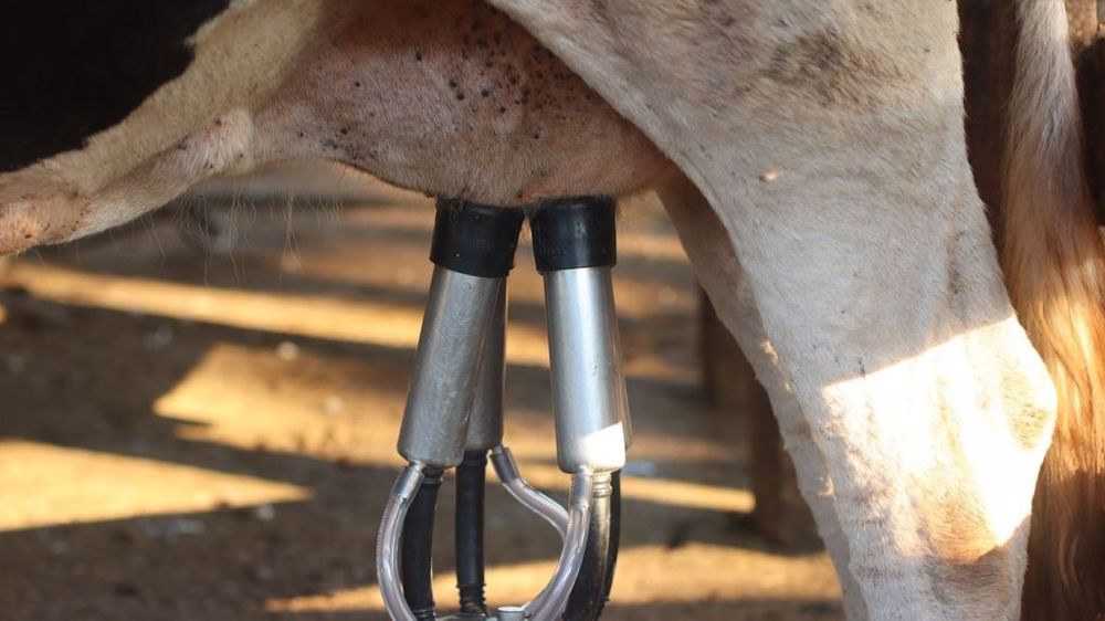 « Face à un repli du cheptel laitier si édifiant, il devenait inévitable que la collecte décline. » (©Pixabay)