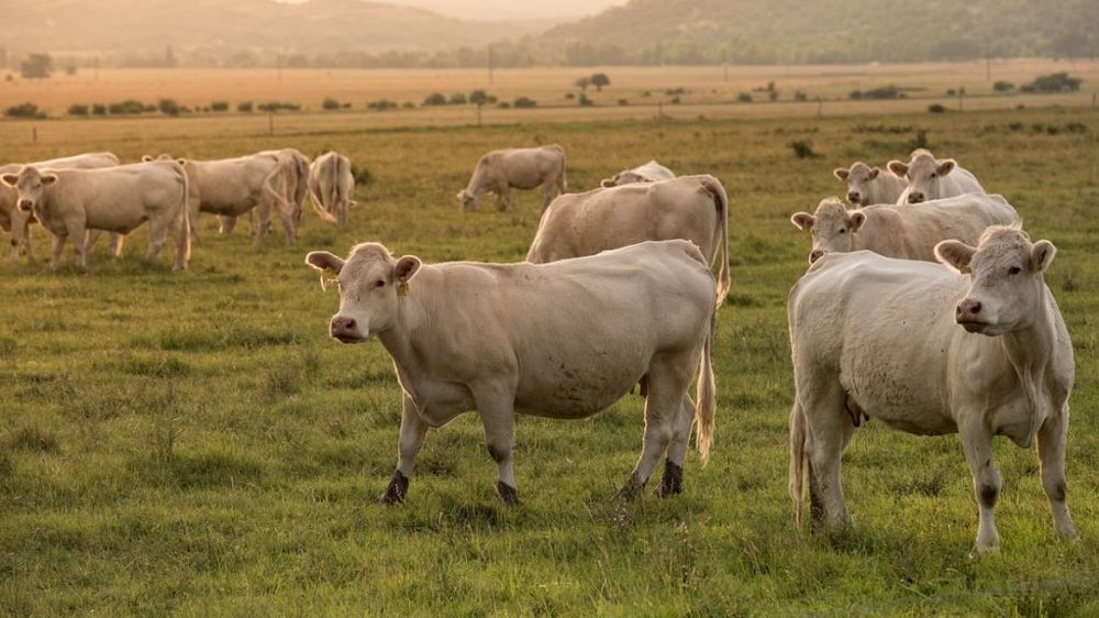 Elisabeth Borne a défendu le modèle d'élevage bovin français devant l'Assemblée nationale. (©Eszter Miller de Pixabay)