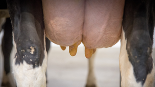 Le tarissement est une phase critique où se joue la future lactation. (©Pixabay - Ehrecke) Le tarissement est une phase critique où se joue la future lactation. (©Pixabay - Ehrecke)