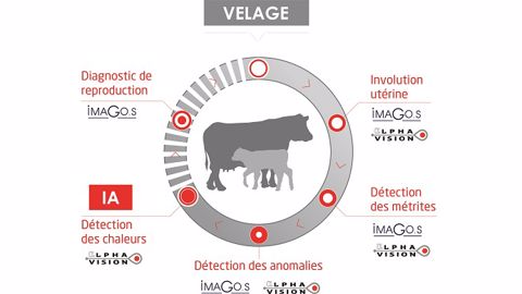 S’appuyer sur le cycle réel de ses vaches pour améliorer ses résultats