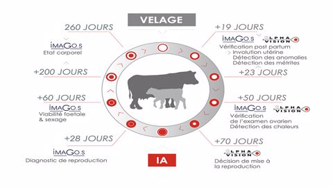 S’appuyer sur le cycle réel de ses vaches pour améliorer ses résultats S’appuyer sur le cycle réel de ses vaches pour améliorer ses résultats