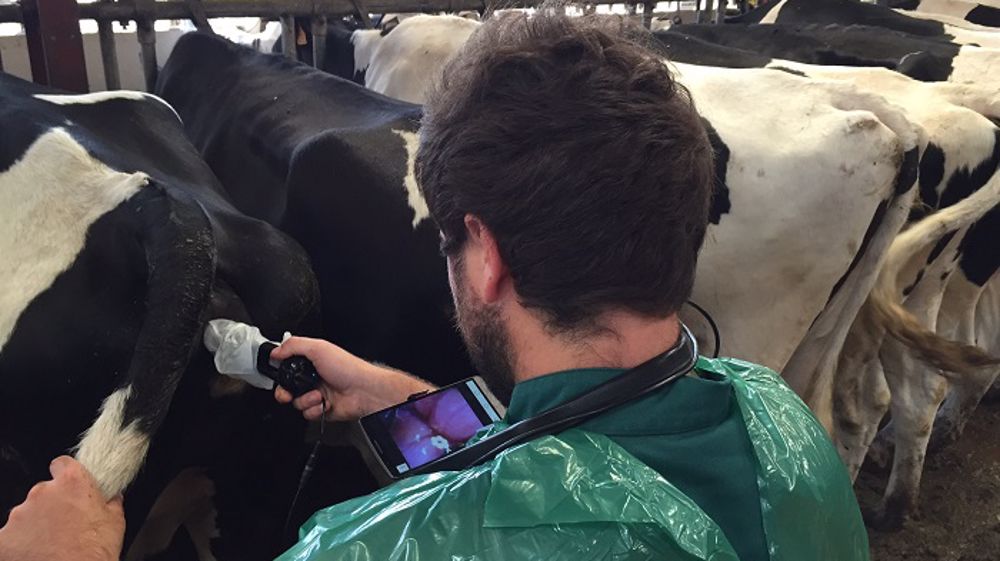 l’Insémination par l’éleveur