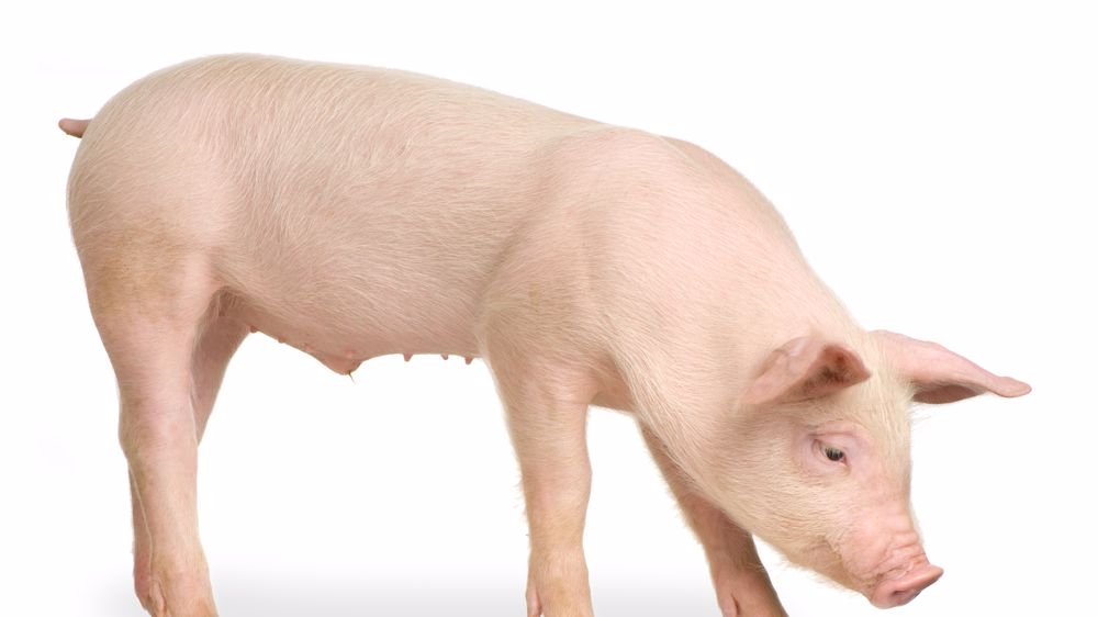 L’échographie distingue les femelles pubères des impubères