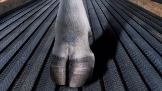Quand le bien-être des animaux devient un facteur de croissance économique Quand le bien-être des animaux devient un facteur de croissance économique