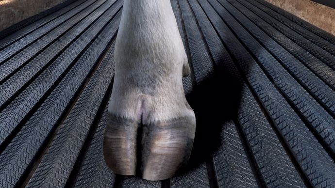 Quand le bien-être des animaux devient un facteur de croissance économique Quand le bien-être des animaux devient un facteur de croissance économique