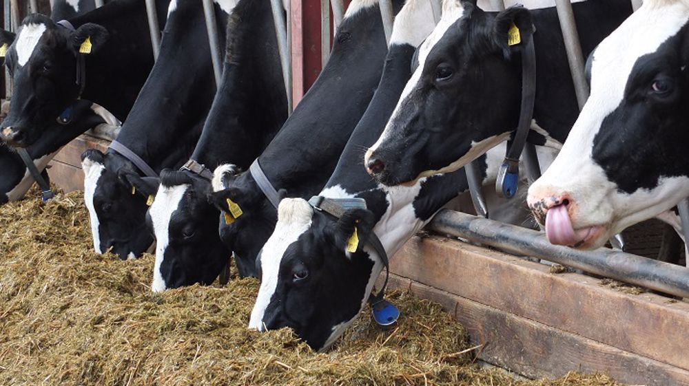 Optimiser la valorisation de l’énergie de la ration permet d’augmenter les niveaux de production des laitières.