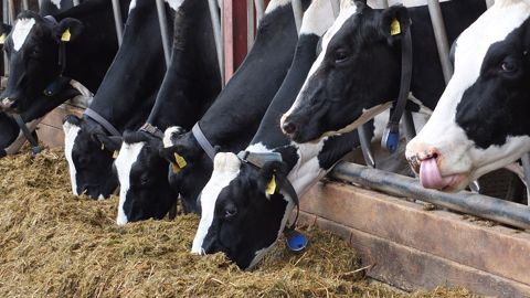 Optimiser la valorisation de l’énergie de la ration permet d’augmenter les niveaux de production des laitières.