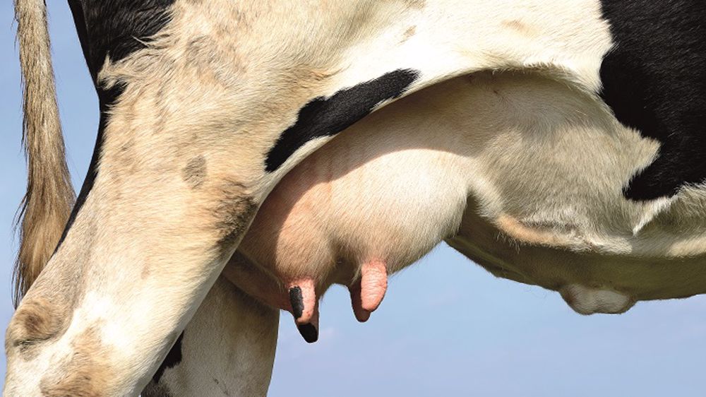 Le vrai coût d’une mammite