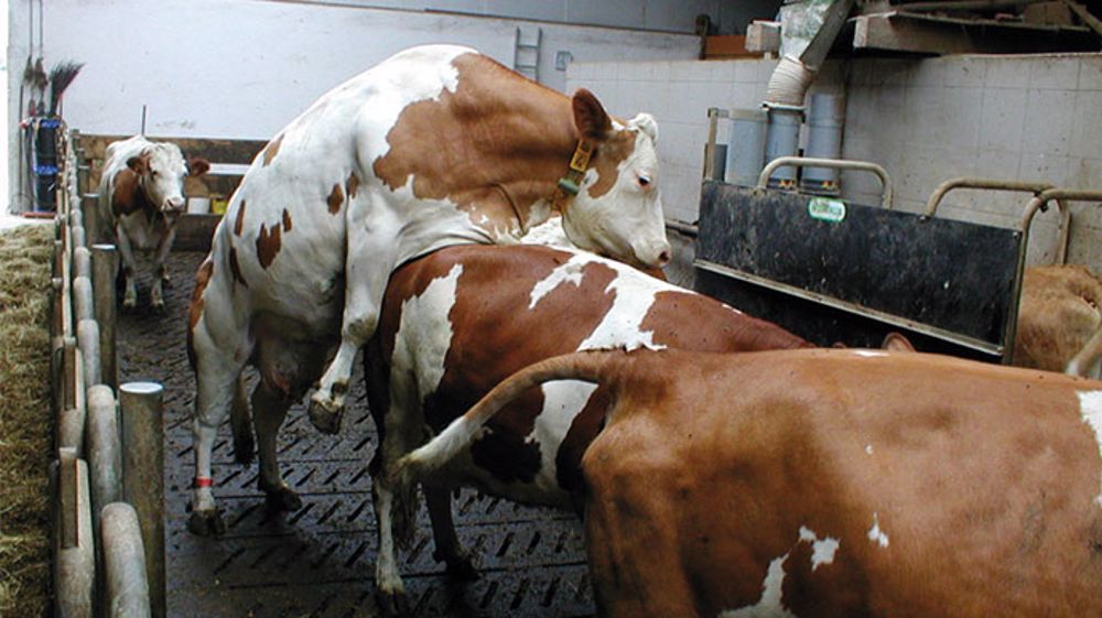 Plus de mouvement, plus d’ingestion de fourrage