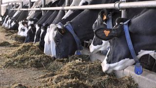 Surveiller le déficit énergétique en début de lactation pour une IA réussie Surveiller le déficit énergétique en début de lactation pour une IA réussie