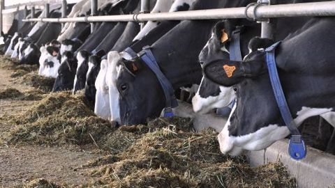 Surveiller le déficit énergétique en début de lactation pour une IA réussie Surveiller le déficit énergétique en début de lactation pour une IA réussie