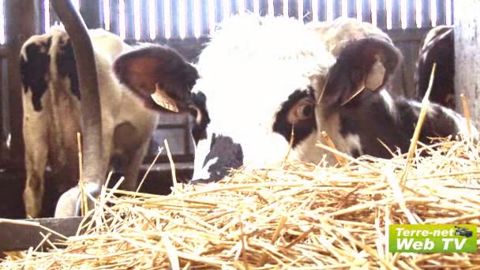 Difficile de se débarrasser de la Fièvre Q Difficile de se débarrasser de la Fièvre Q