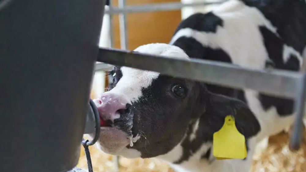 LOGEMENT DES VEAUX : UN ENJEU MAJEUR