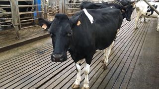 D’après une étude Idele, la proportion de pieds propres est supérieure quand le bâtiment est équipé de tapis Magellan.