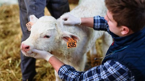 Les oligo-éléments renforcent le système immunitaire des veaux
