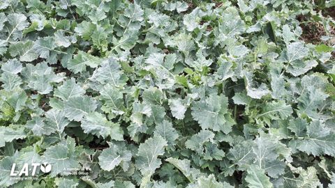 La fertilisation azotée du colza : un enjeu économique et environnemental majeur