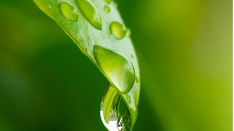 Elicit Plant est en phase avec le plan eau du Gouvernement Elicit Plant est en phase avec le plan eau du Gouvernement