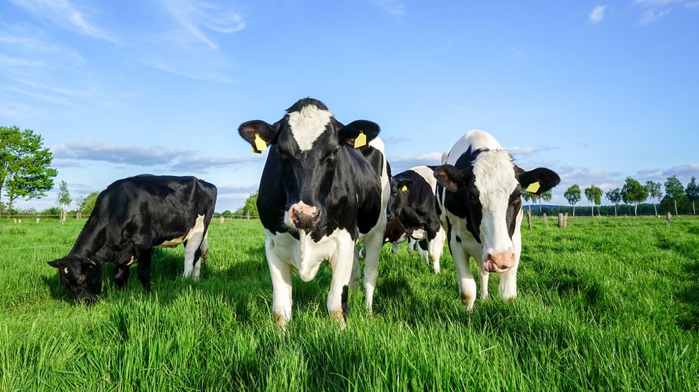 Comment gérer les traitements antiparasitaires au pâturage ?