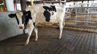 Offrez à vos vaches le meilleur confort lorsqu'elles en ont le plus besoin ! Offrez à vos vaches le meilleur confort lorsqu'elles en ont le plus besoin !