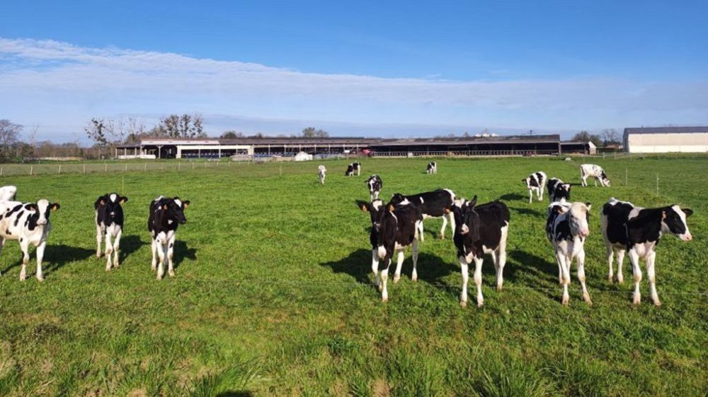 Avant de pouvoir sélectionner les vaches laitières sur leur capacité à résister au stress thermique, il faut déjà viser une plus grande robustesse par les critères de santé et de repro. Avant de pouvoir sélectionner les vaches laitières sur leur capacité à résister au stress thermique, il faut déjà viser une plus grande robustesse par les critères de santé et de repro.