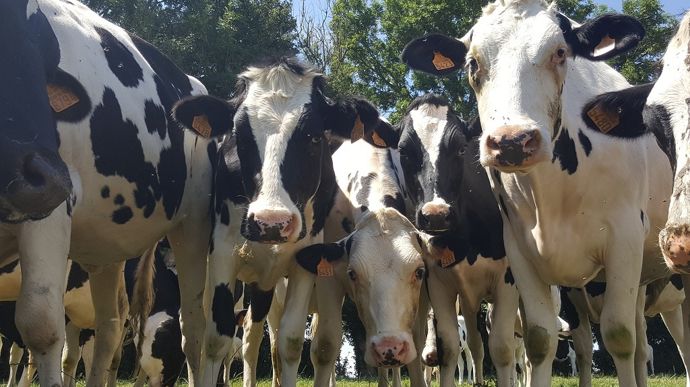 La sécheresse, ça s'anticipe ! Pour ne pas se retrouver en plein été à ne pas savoir quoi distribuer aux vaches parce que l'herbe ne pousse plus, il faut mettre en place une stratégie fourragère dès la fin d'été de l'année d'avant.
