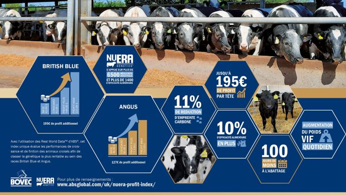 Tous les veaux issus de taureaux viande n'ont pas la même valeur génétique. Bovec propose un nouvel index pour différencier les croisements.