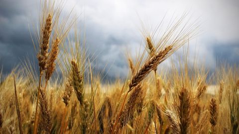 Les cultures dans le nord-est pourraient souffrir d''orages particulièrement violents ce mardi. Les cultures dans le nord-est pourraient souffrir d''orages particulièrement violents ce mardi.