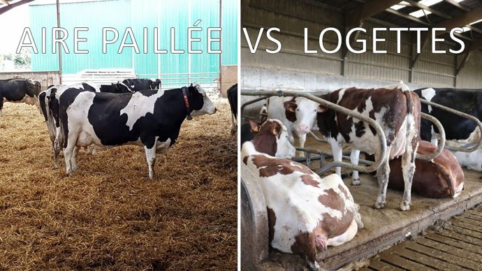 Pour votre projet bâtiment, vous hésitez entre une aire paillée et un système logettes ? N'oubliez pas de prendre en compte dans vos réflexions la main d’œuvre, le gisement et les effluents, votre système d'exploitation, le confort du troupeau et le travail d'astreinte quotidien.