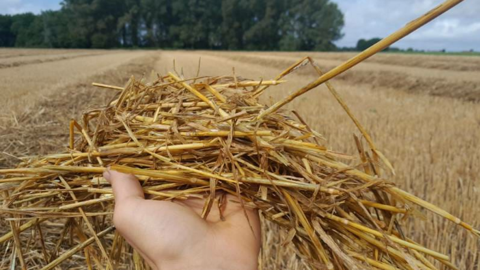 Après des pluies abondantes, il peut être judicieux d'éparpiller l'andain pour aider la paille à sécher plus vite. Après des pluies abondantes, il peut être judicieux d'éparpiller l'andain pour aider la paille à sécher plus vite.