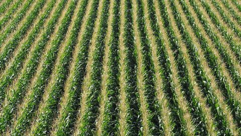 Des prévisions de production en hausse pour les cultures de maïs, tournesol et soja cette année. Des prévisions de production en hausse pour les cultures de maïs, tournesol et soja cette année.
