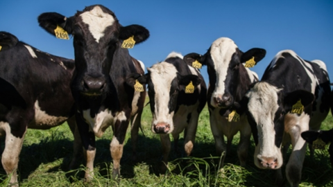 Vaches laitières