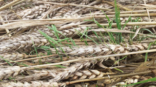 Si le taux d'humidité ne permet pas un stockage à sec des céréales, un stockage humide peut toujours être envisagé. Si le taux d'humidité ne permet pas un stockage à sec des céréales, un stockage humide peut toujours être envisagé.