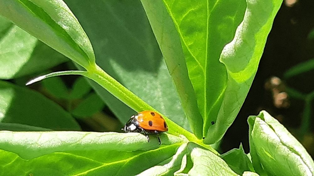 Coccinelle sur féverole